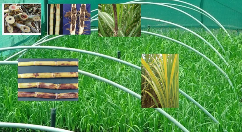 Sugarcane Disease